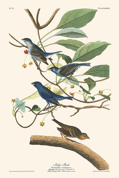 Pájaro índigo de John James Audubon, 1827