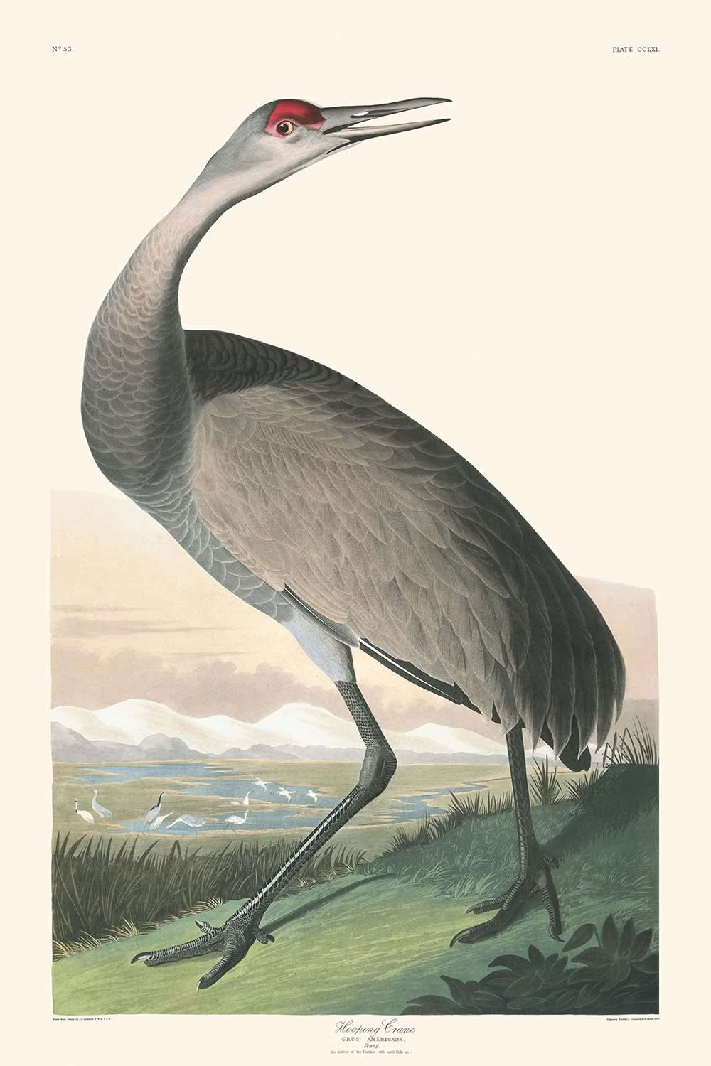 Grue cerceau de John James Audubon, 1827