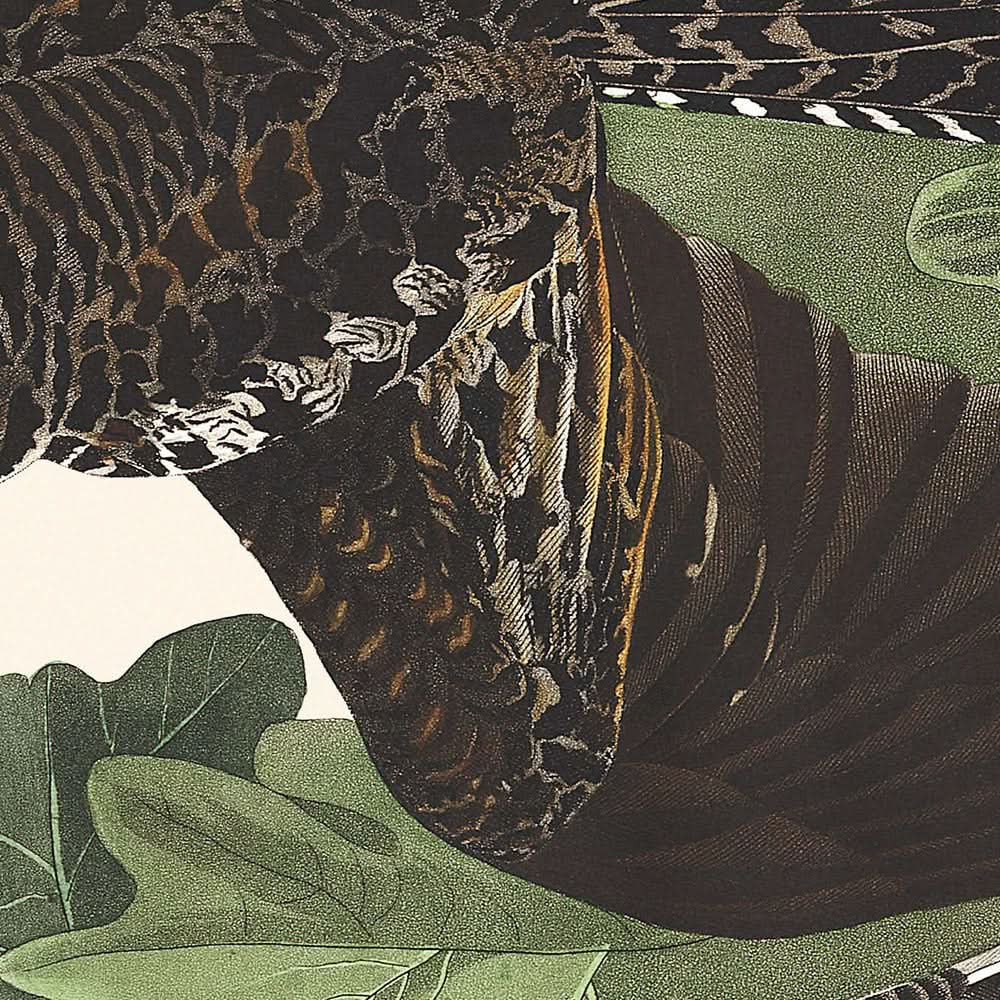 Halcón nocturno, de John James Audubon, 1827