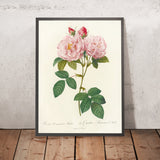 Rosa damascena italica by Pierre Joseph Redouté, 1817