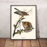 Rotschulterbussard von John James Audubon, 1827 