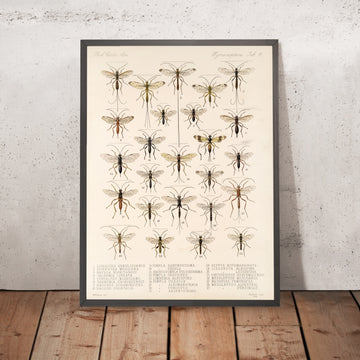 A framed image of 