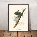 Pino Creeping Warbler di John James Audubon, 1827 
