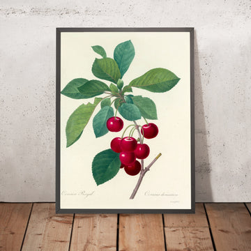 A framed image of Cherries (Cerasus domestica, Plate 22) by Pierre Joseph Redouté, 1827