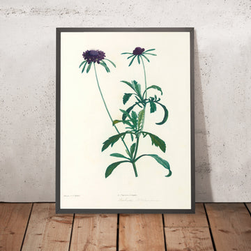 A framed image of Sweet Scabious (Scabiosa atropurpurea, Plate 39) by Pierre Joseph Redouté, 1805