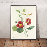 Garden Nasturtium (Tropaeolum majus, Plate 106) by Pierre Joseph Redouté, 1827