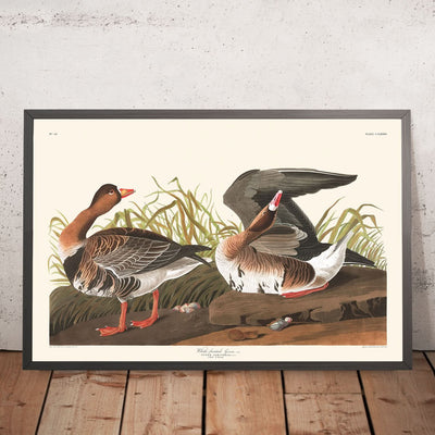 White-fronted Goose by John James Audubon, 1827