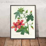 Hibiscus (Plate 41) by Pierre Joseph Redouté, 1827