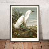 Snowy Heron, or White Egret by John James Audubon, 1827
