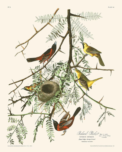 Loriot des vergers par John James Audubon, 1827