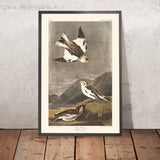 Snow Bunting by John James Audubon, 1827
