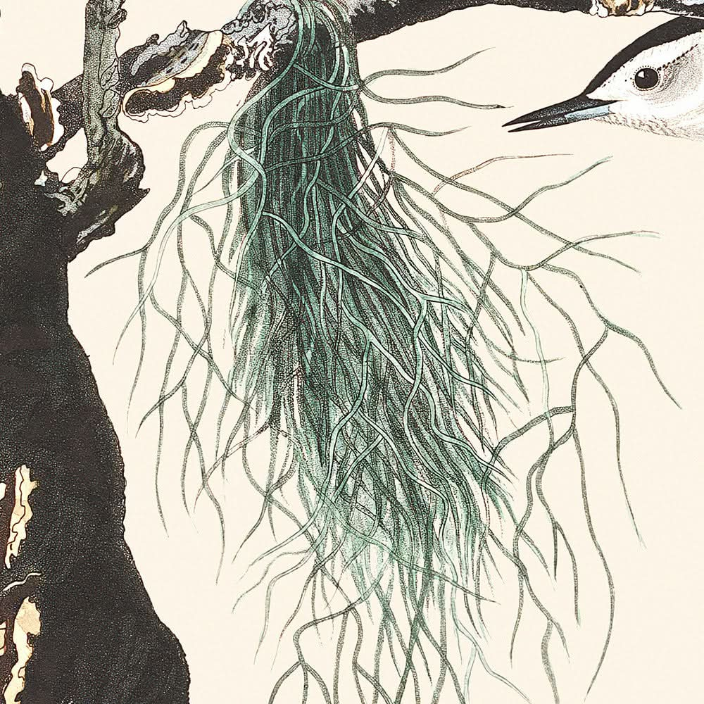 Schwarzhaubiger Weißbrustschnäpper von John James Audubon, 1827 