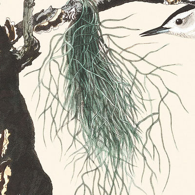 Sittelle à poitrine blanche et à tête noire par John James Audubon, 1827