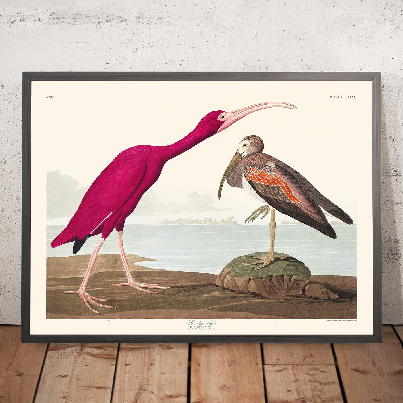 A framed image of Scarlet Ibis by John James Audubon, 1827