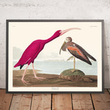 Scarlet Ibis von John James Audubon, 1827 
