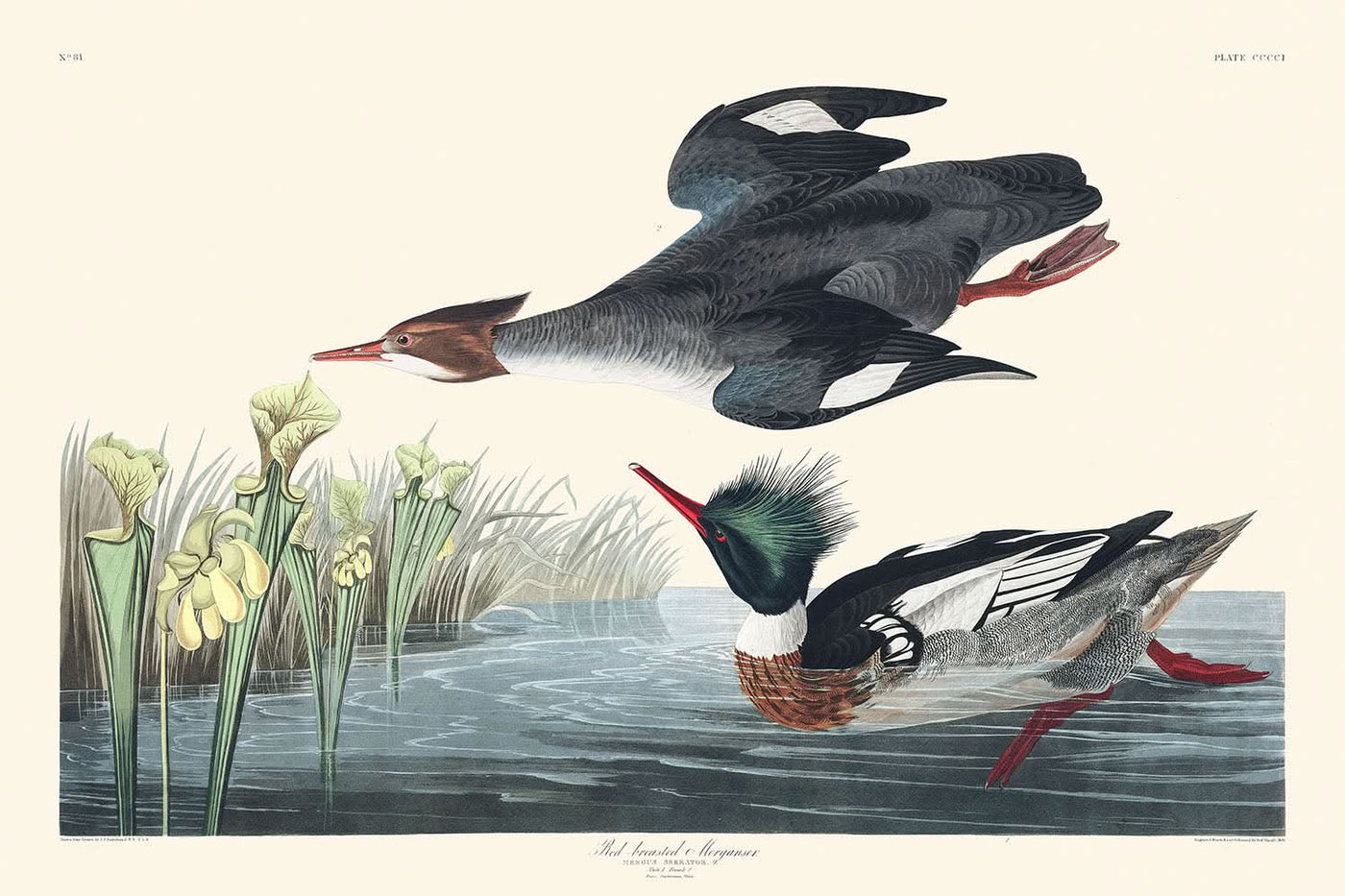 Harle huppé par John James Audubon, 1827