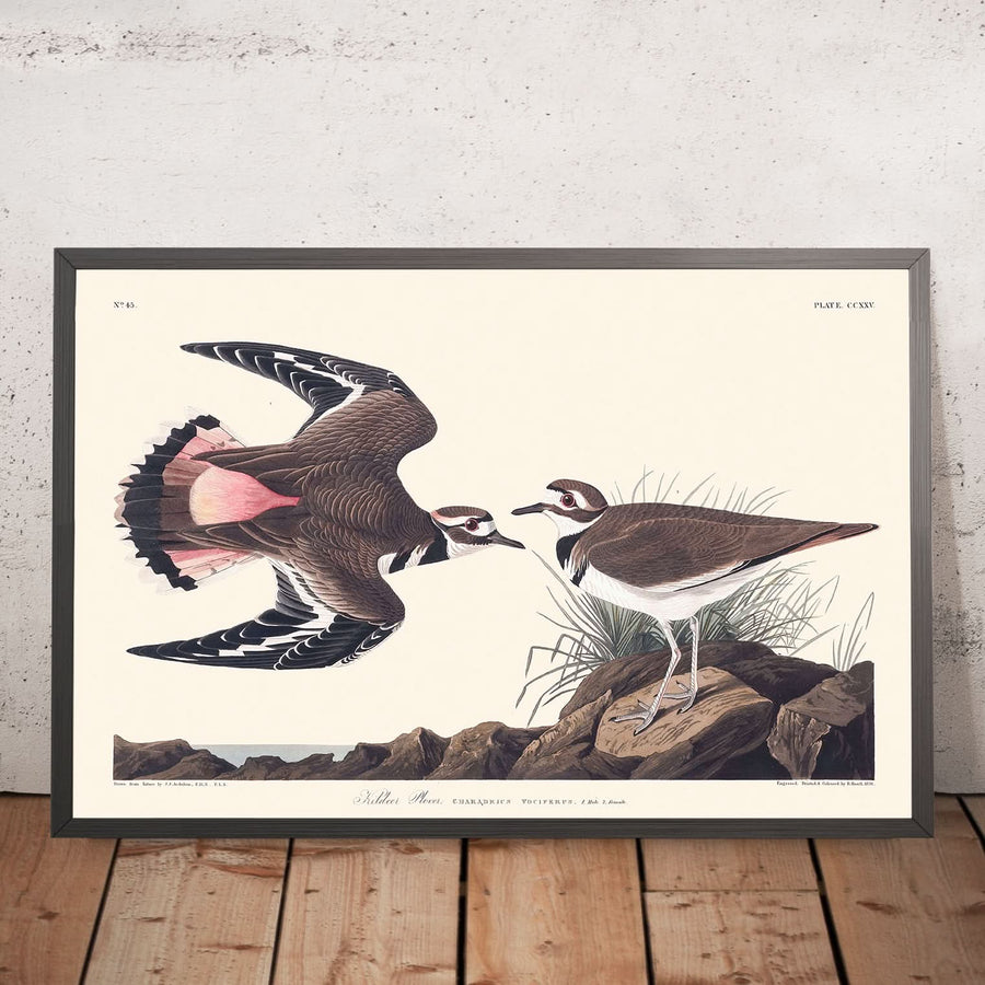 Plover Kildeer di John James Audubon, 1827 