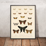 Moths (Lepidoptera-Heterocera, Plate 42) by Frederick DuCane Godman, 1879