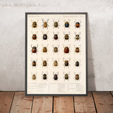 Beetles (Coleoptera, Plate 270) by Frederick DuCane Godman, 1879