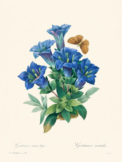 Gentiana Acaulis por Pierre-Joseph Redouté, 1802