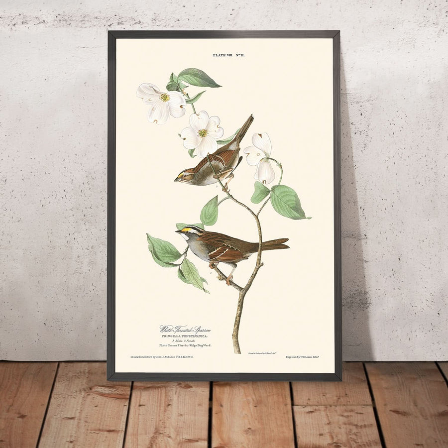 Passero dal collare bianco di John James Audubon, 1827 