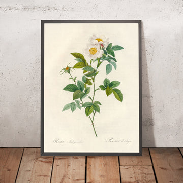 A framed image of Rosa Andegavensis by Pierre Joseph Redouté, 1817