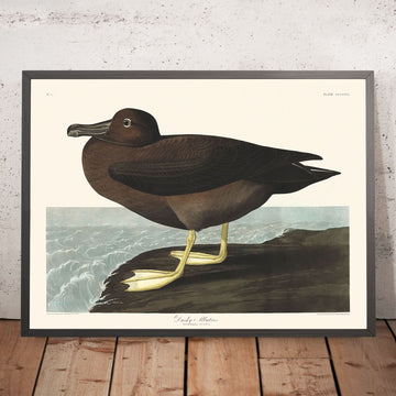 Albatros Grigio di John James Audubon, 1827 