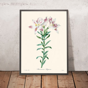 Giglio Peruviano di Pierre-Joseph Redouté, 1827 