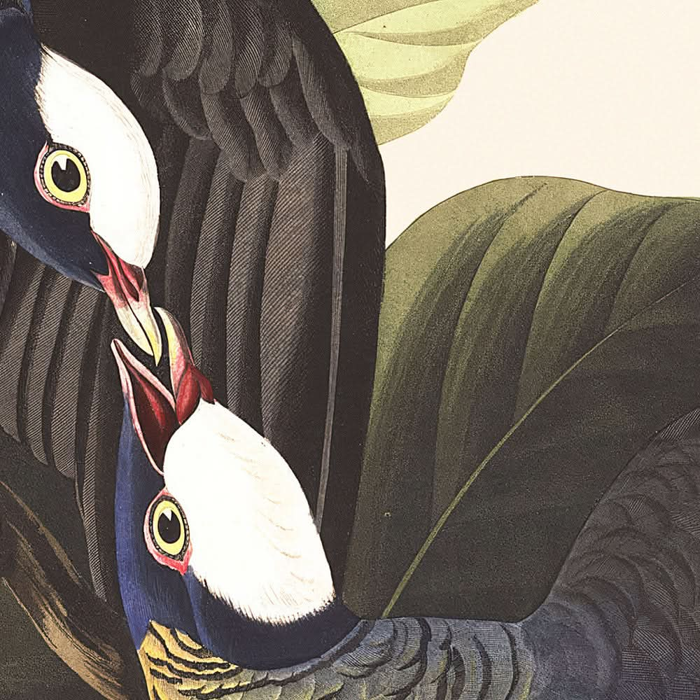 White-crowned Pigeon by John James Audubon, 1827