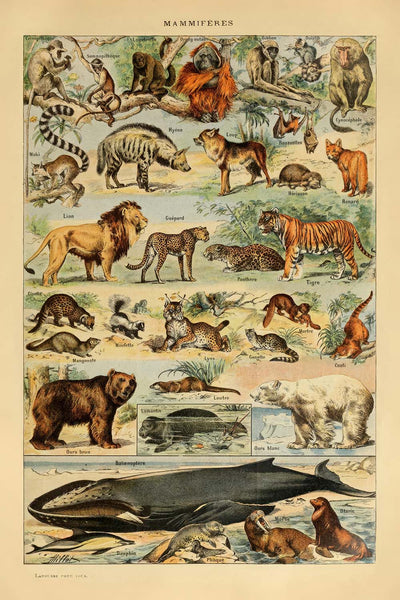 Mammals (2) by Adolphe Millot, 1890 - Cats, Dogs, Monkeys, Whales
