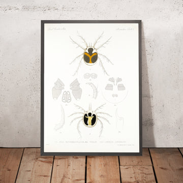 A framed image of 