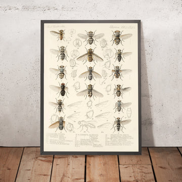 A framed image of 