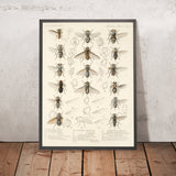 True Flies (Diptera, Plate 11) by Frederick DuCane Godman, 1879