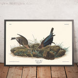 Pájaro de corral por John James Audubon, 1827 