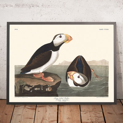 Large Billed Puffin by John James Audubon, 1827