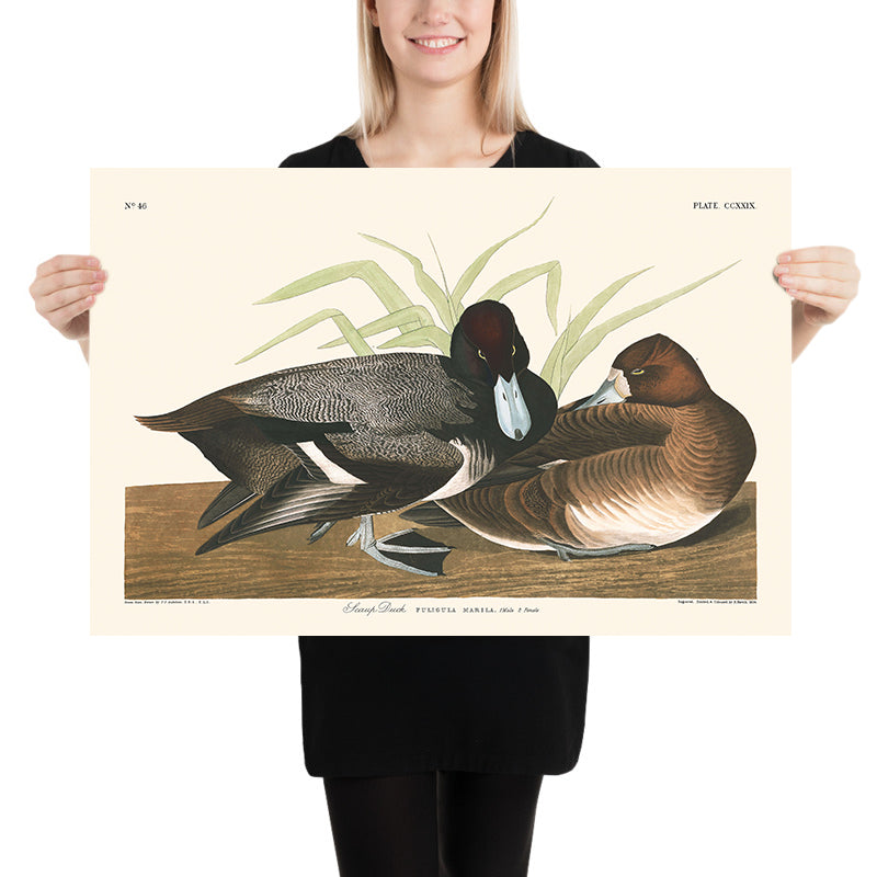 Pato Scaup de John James Audubon 1827 