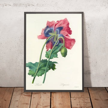 A framed image of Poppy (Papaver, Plate 63) by Pierre Joseph Redouté, 1827