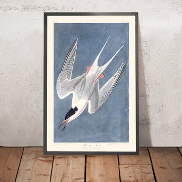 Un’immagine incorniciata della Sterne di mare rosata di John James Audubon, 1827