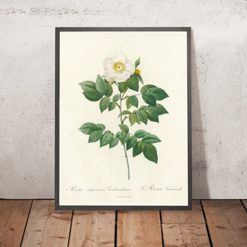 A framed image of Evergreen Rose (Rosa Sempervirens Leschenaultiana) by Pierre Joseph Redouté, 1817
