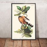 Mangrove Cuckoo by John James Audubon, 1827