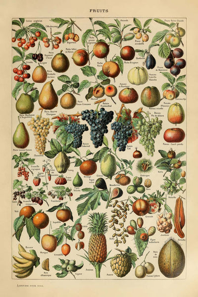 Fruits by Adolphe Millot 1890