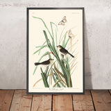 MacGillivray's Finch by John James Audubon, 1827