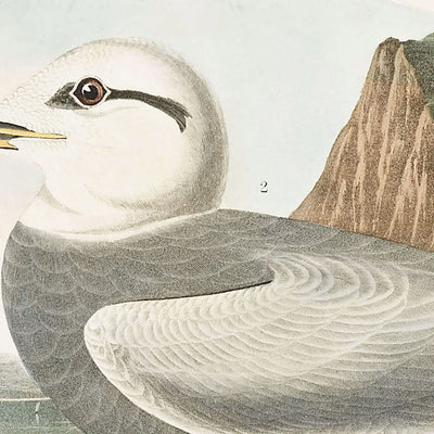 Sterne de Havell et Sterne de Trudeau par John James Audubon, 1827