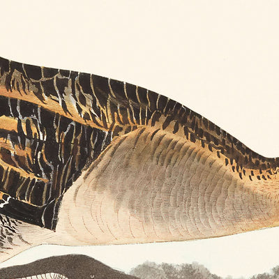 Râle à poitrine jaune par John James Audubon, 1827