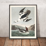 Smew, ou Nonne Blanche par John James Audubon, 1827 