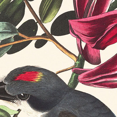 Moucherolle siffleur de John James Audubon, 1827