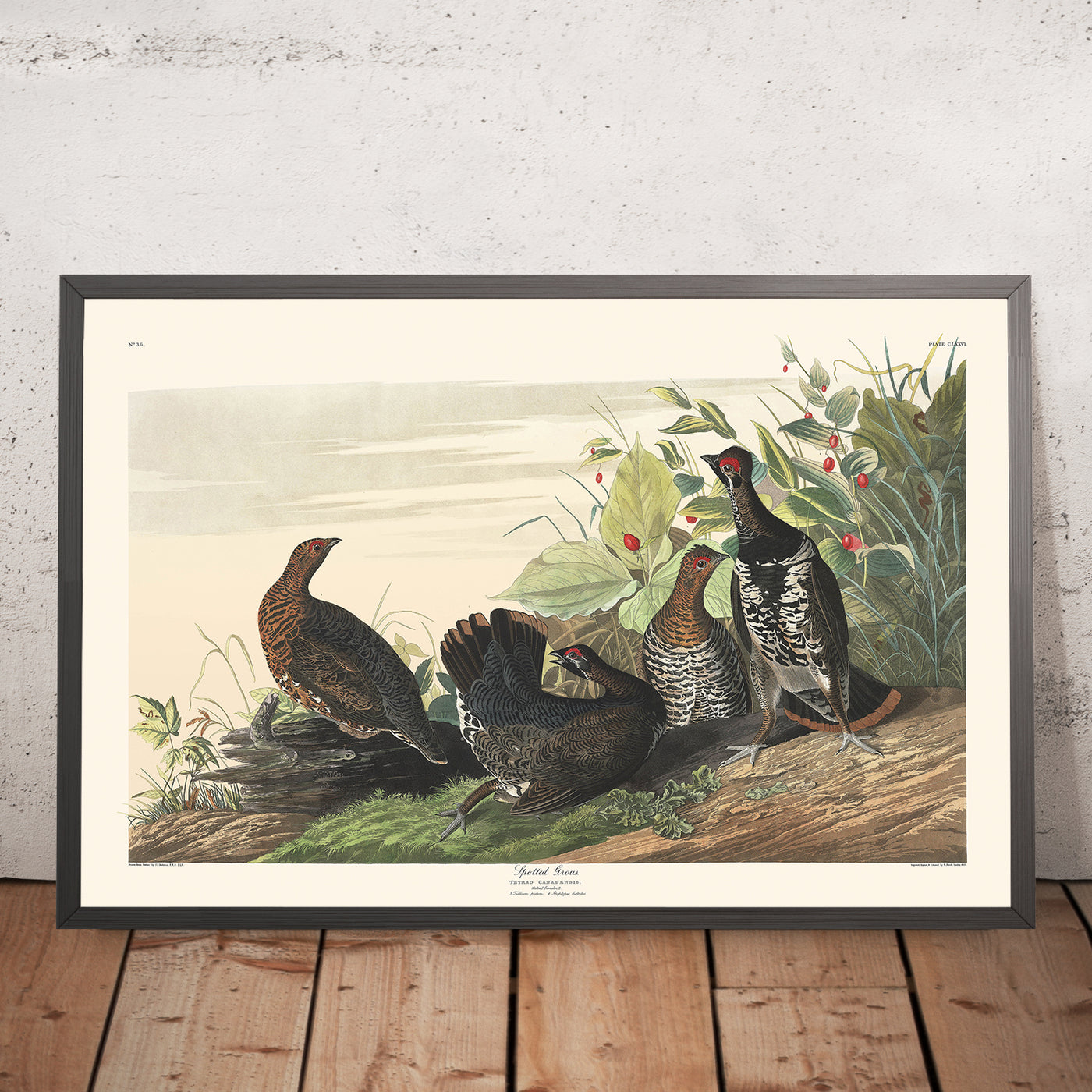 A framed image of Spotted Grouse by John James Audubon 1827