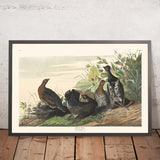 Tétras des ardennes par John James Audubon 1827 