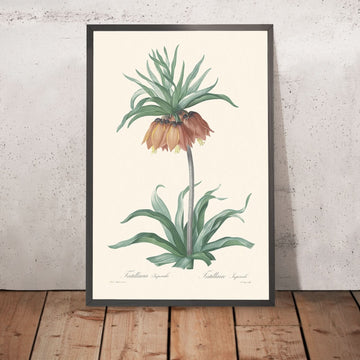 Fritillaria Imperialis by Pierre-Joseph Redouté, 1802