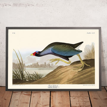 Gallinule pourpre par John James Audubon, 1827